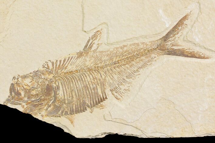 Fossil Fish (Diplomystus) - Wyoming #176430